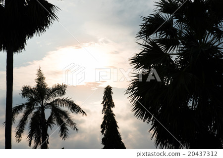 Sunset silhouette Sunset silhouette 20437312