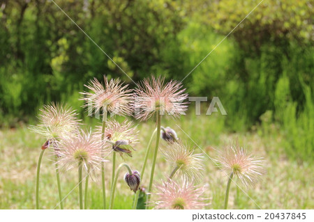 Fluff of Okinagusa 20437845