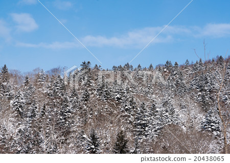 Winter grove 20438065