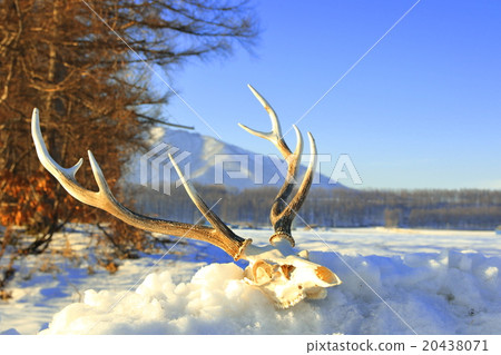 Northern Hokkaido's skeleton and horn and snowy field 2 Northern Hokkaido's skeleton and horn and snowy field 2 20438071