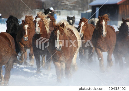 Horse Horse 20438402