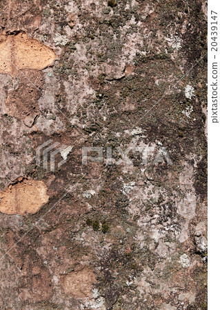 Zelkova bark 20439147