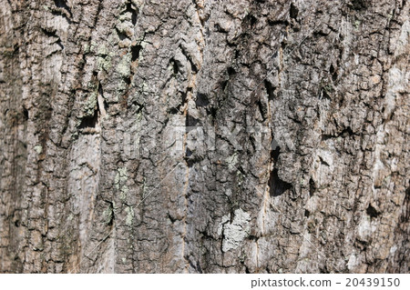 Tree bark 20439150