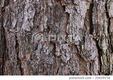 Rust of Rhubarb shaw 20439156