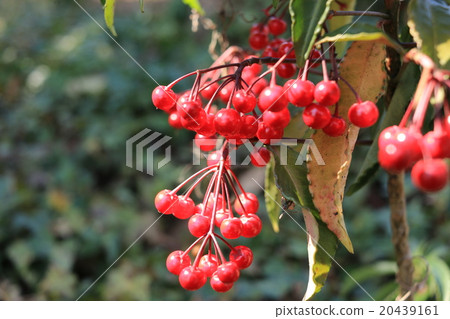 Manryo水果 20439161