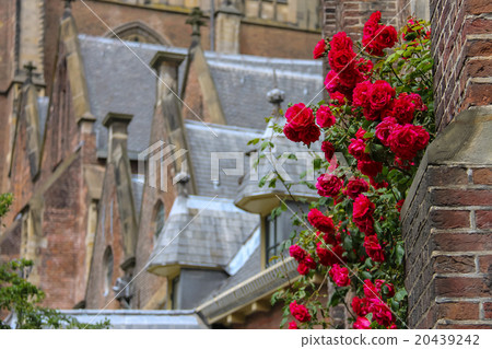 Twine red roses on facade of old church in Haarlem Twine red roses on facade of old church in Haarlem 20439242