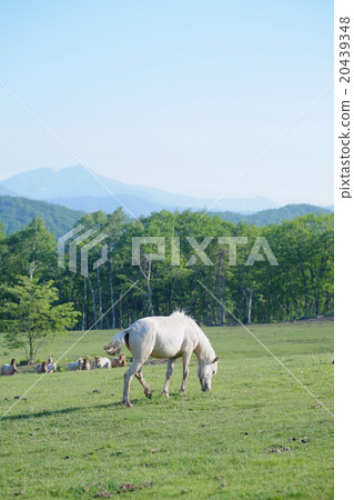 Hakuba on the ranch Hakuba on the ranch 20439348