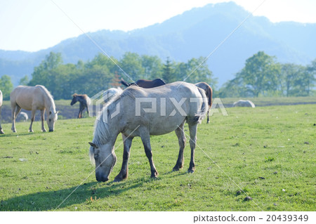 Hakuba on the ranch Hakuba on the ranch 20439349