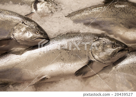 Salmons on a market stand in Seattle Salmons on a market stand in Seattle 20439527