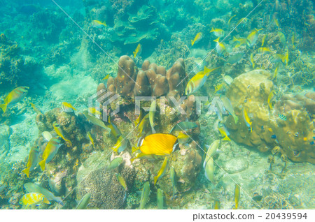 coral reef with shoal of french grunt fish corals coral reef with shoal of french grunt fish corals 20439594