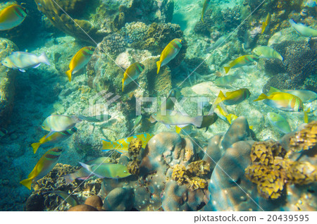 Shoal of french grunt fish and hard corals 20439595