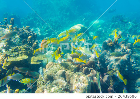 Shoal of french grunt fish and hard corals 20439596