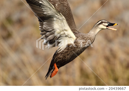 Flight of cargamo 20439667