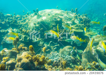 coral reef with shoal of french grunt fish coral reef with shoal of french grunt fish 20439876