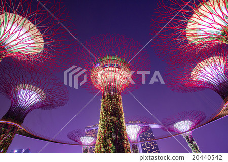 Supertree garden at night, garden by the bay Supertree garden at night, garden by the bay 20440542