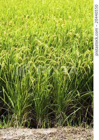 Golden rice wave 20440550