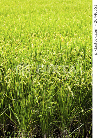 Golden rice wave 20440553