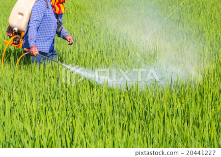 farmer spraying pesticide in the rice field 20441227