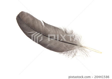 feather of a bird feather of a bird 20441586