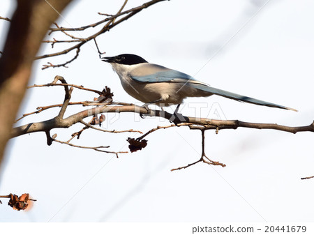 在柿樹的野生鳥的Oniga 20441679