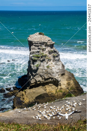 Muriwai Gannet Colony  in Auckland,New Zealand. 20441837