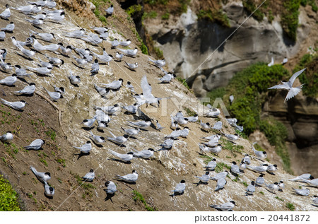 Muriwai Gannet Colony  in Auckland,New Zealand. 20441872