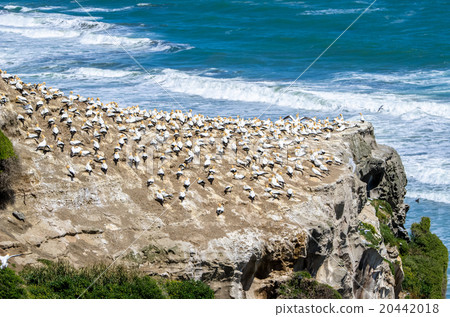 Muriwai Gannet Colony  in Auckland,New Zealand. 20442018