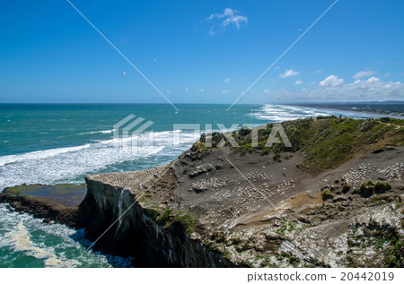 Muriwai Gannet Colony  in Auckland,New Zealand. 20442019