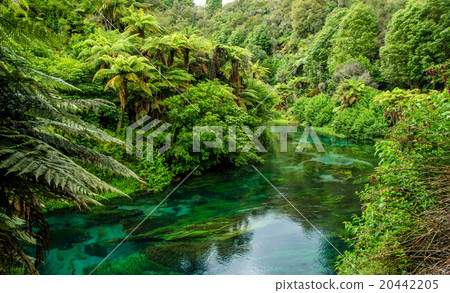 Blue Spring at Te Waihou Walkway,New Zealand 20442205