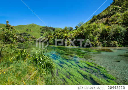 Blue Spring at Te Waihou Walkway,New Zealand Blue Spring at Te Waihou Walkway,New Zealand 20442210