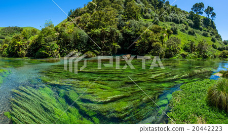 Blue Spring at Te Waihou Walkway,New Zealand 20442223