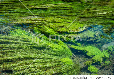 Blue Spring at Te Waihou Walkway,New Zealand Blue Spring at Te Waihou Walkway,New Zealand 20442269