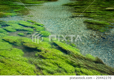 Blue Spring at Te Waihou Walkway,New Zealand 20442270