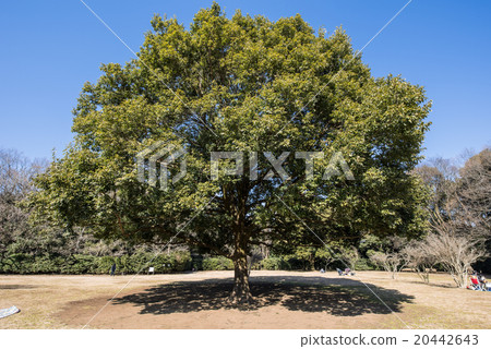 A tree of an ancient lawn open space A tree of an ancient lawn open space 20442643