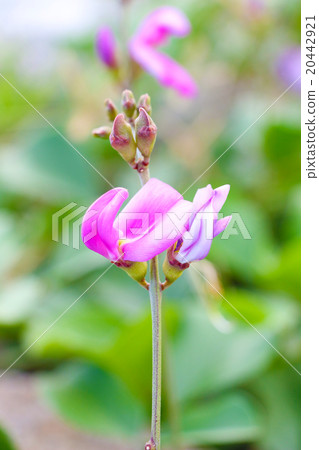 Pink Flower Pink Flower 20442921