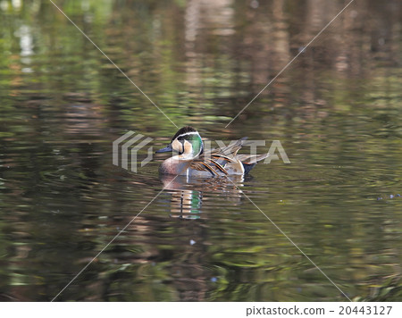 Mr. Tomoegamo Mr. Tomoegamo 20443127