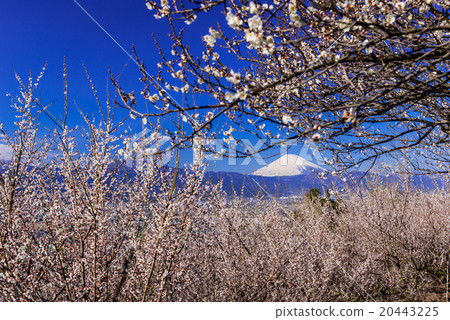 來自Bairin的富士山 20443225