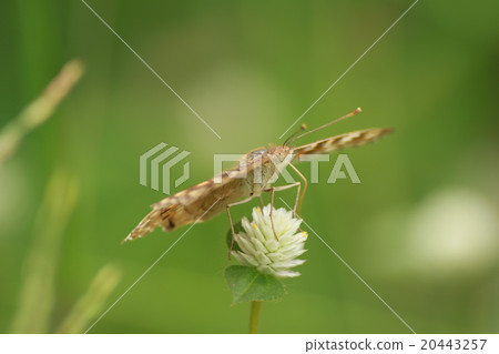 insect insect 20443257