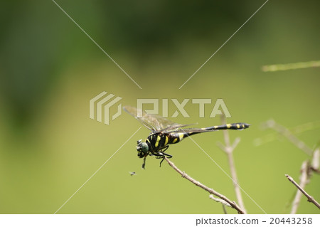 insect insect 20443258