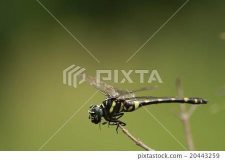 insect 20443259