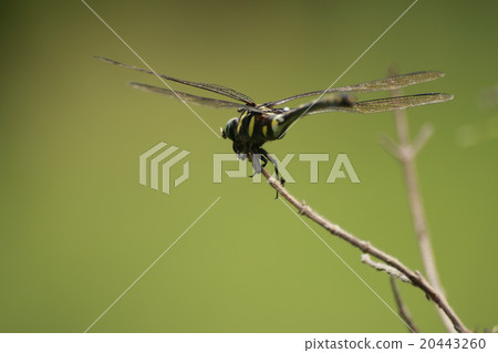 insect insect 20443260