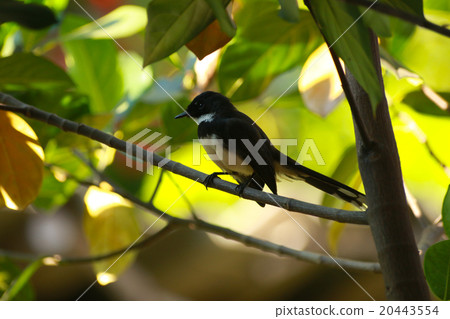 Bird Bird 20443554