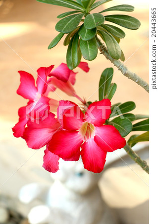 Flower and orchid Flower and orchid 20443665