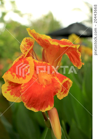 Flower and orchid Flower and orchid 20443668