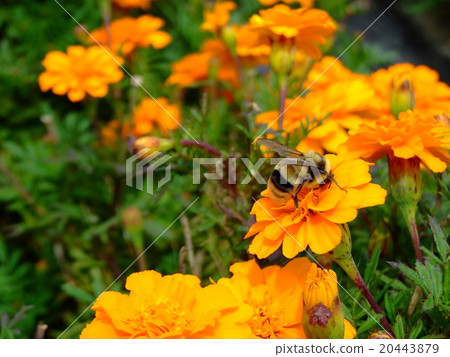 Male bumblebee and marigold (Autumn of September 2015 Kiso town, Nagano prefecture) 20443879