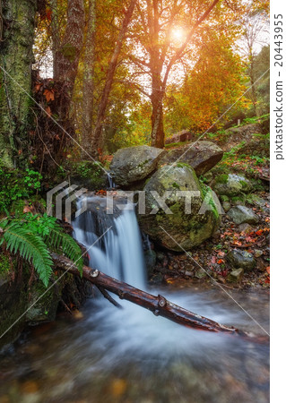 The creek flows into the autumn forest. 20443955
