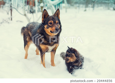 Cat and dog staying outdoors on the snow Cat and dog staying outdoors on the snow 20444856