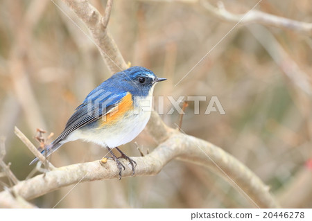 Ruribitaki♪ Ruribitaki♪ 20446278