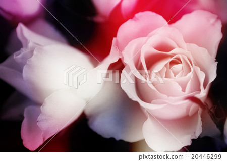 floral background 20446299