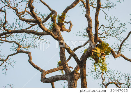 Crown Staghorn on tree 20447025